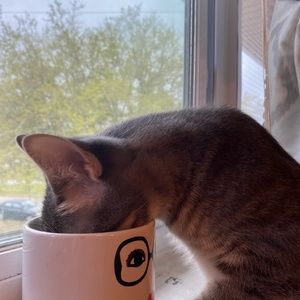 Meet your Posher, Justin